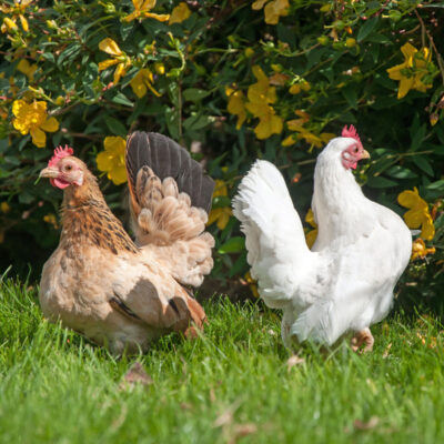 Serama Chickens: Good Things In Small Packages